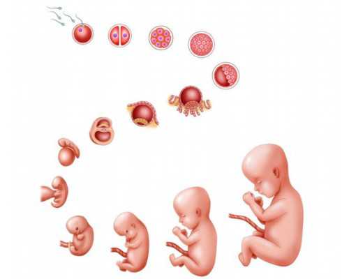 温州借卵子试管生子 温州试管婴儿医院的成功率一览 ‘孕囊大小看男女对照表